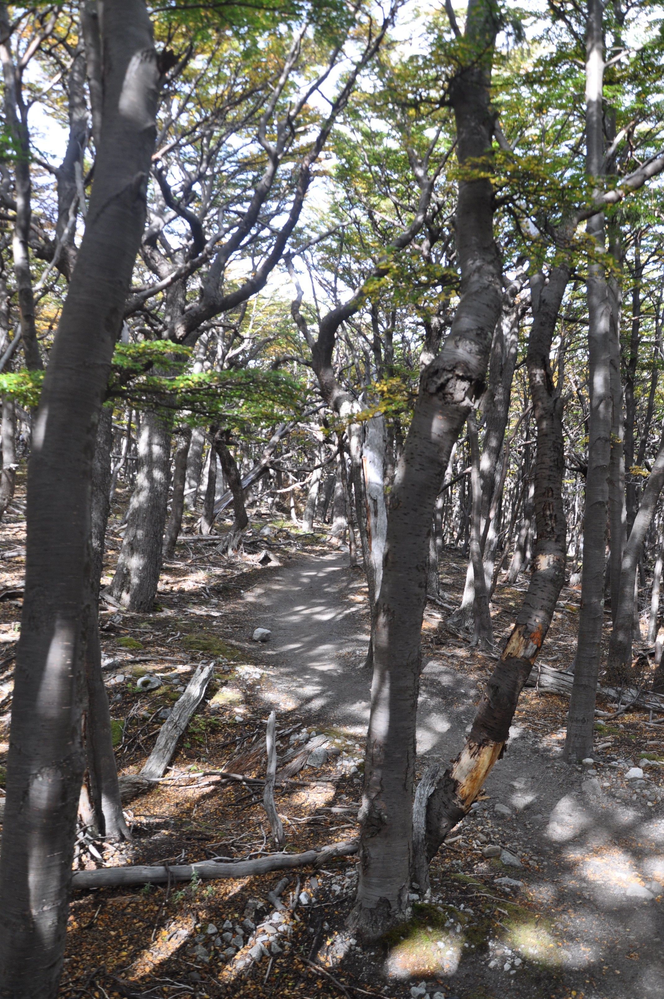 Valley Frances: Path through Trees