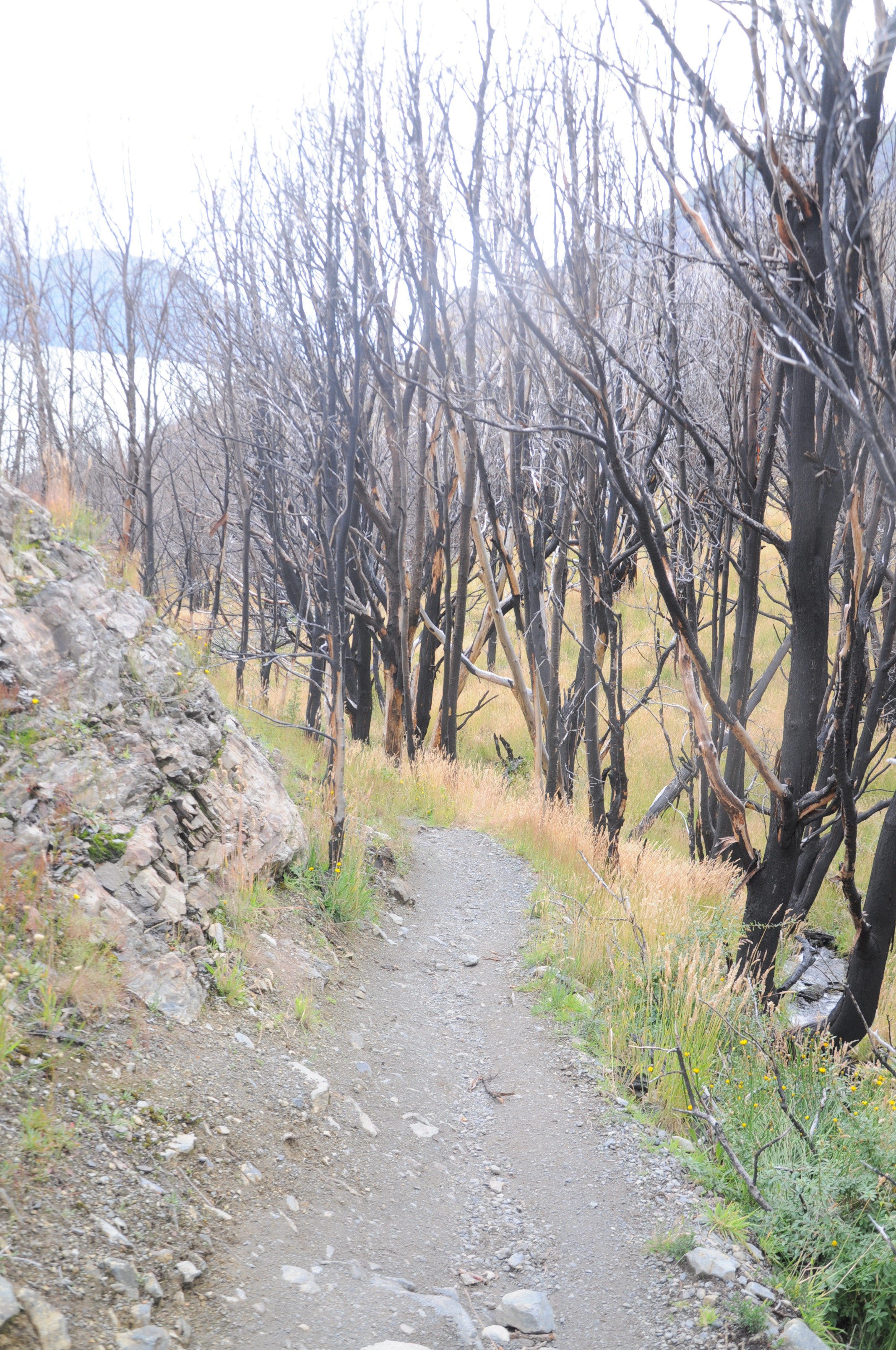 Along Lago Grey:  Trees without Leaves