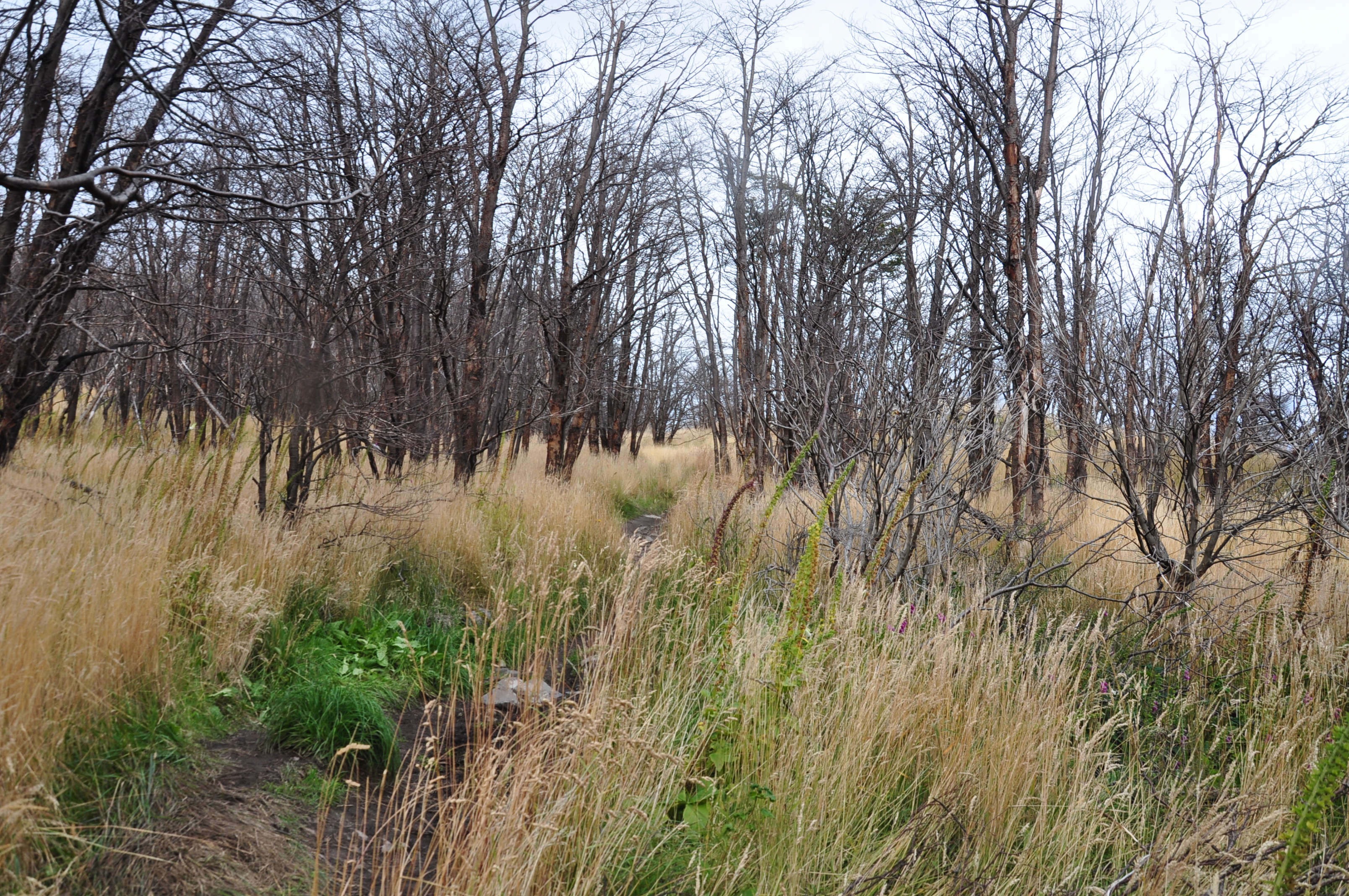 To Refugio Grey: Trees