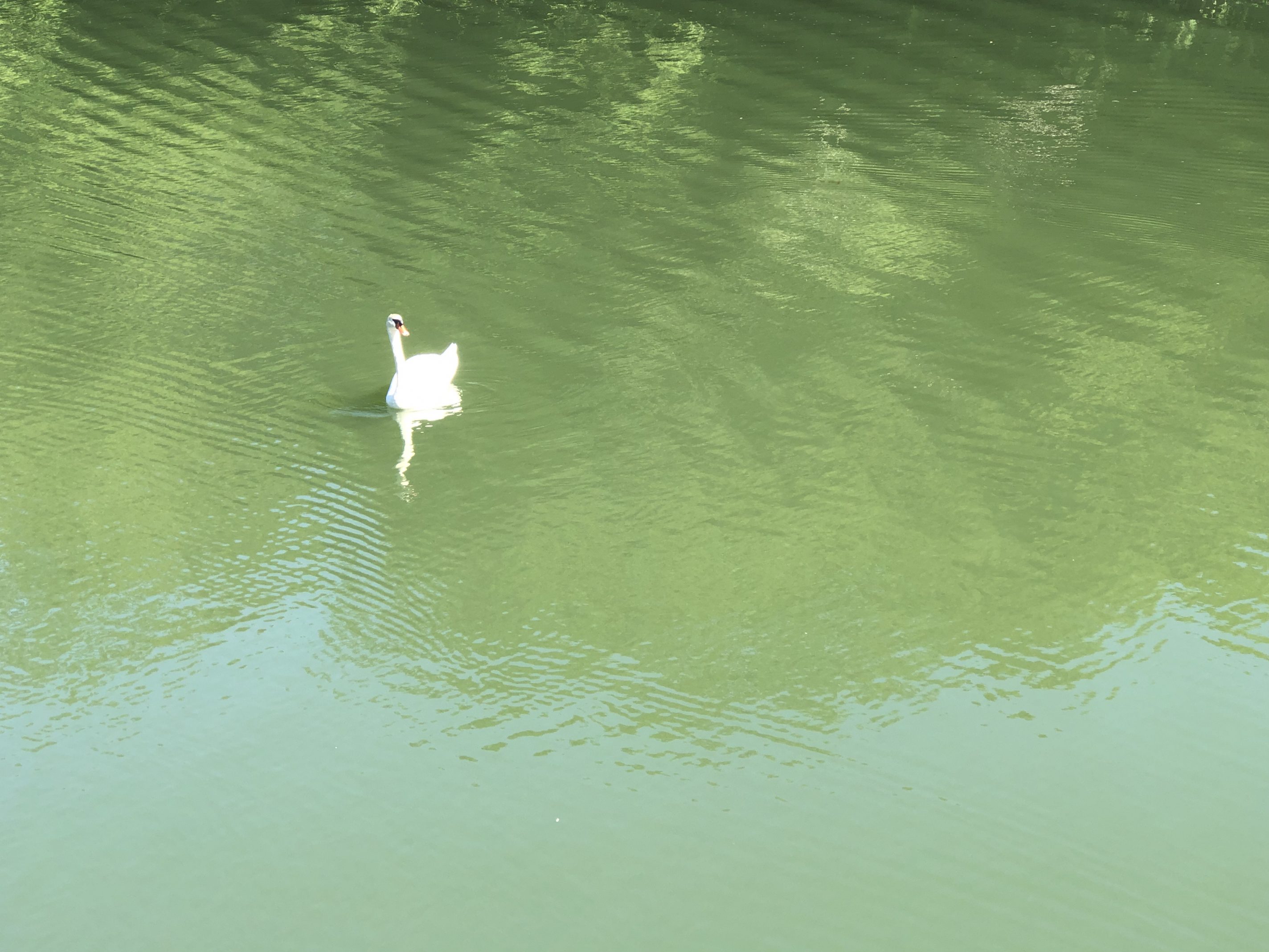 A curious swan looking for waves